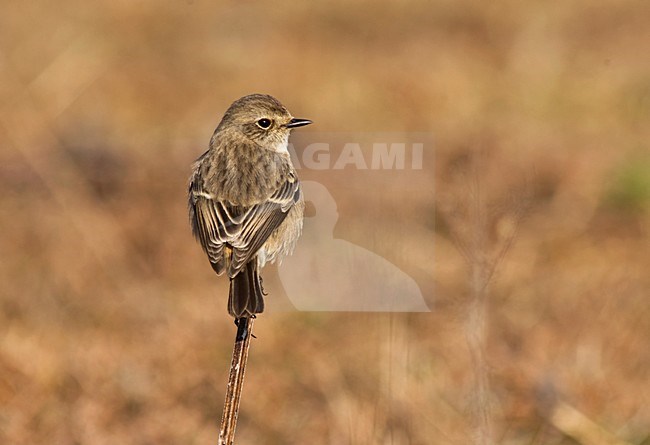 Aziatische Roodborsttapuit, Siberian Stonechat, Saxicola maurus stock-image by Agami/Marc Guyt,