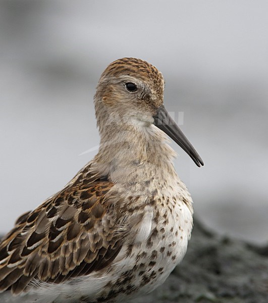 Juveniele Bonte Strandloper; Juvenile Dunlin stock-image by Agami/Arie Ouwerkerk,