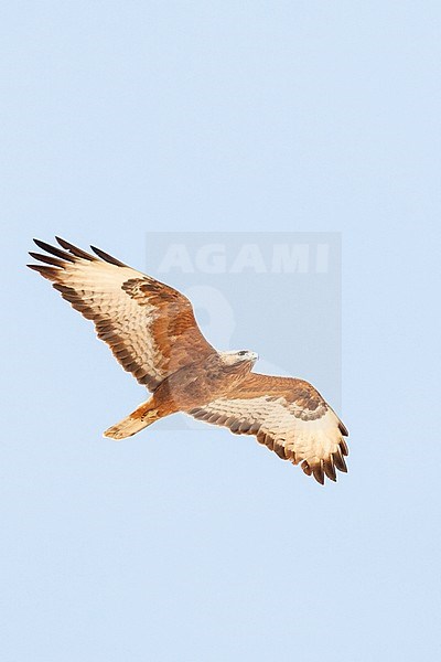 Dark rufous form Steppe Buzzard (Buteo buteo vulpinus) on migration over the Eilat Mountains, near Eilat, Israel stock-image by Agami/Marc Guyt,