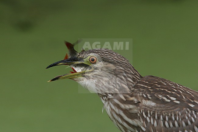 Black-crowned Night Heron immature swallowing fish; Kwak onvolwassen vis doorslikkend stock-image by Agami/Chris van Rijswijk,