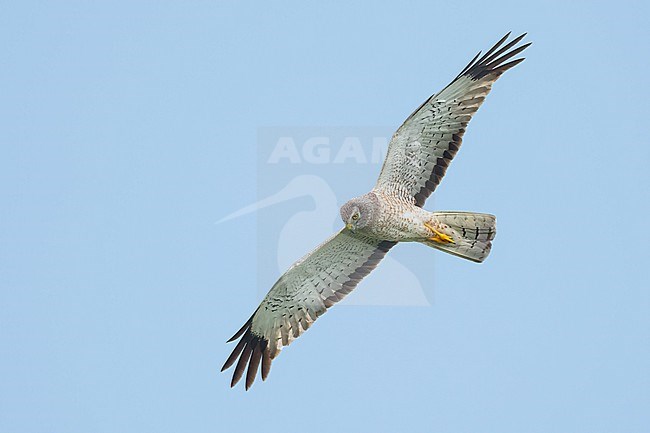 Adult male
Galveston Co., TX
May 2023 stock-image by Agami/Brian E Small,