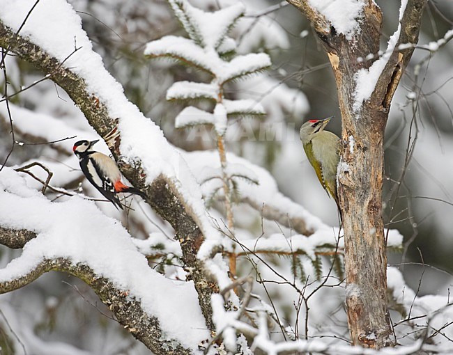 Grijskopspecht in winters landschap; Grey-headed Woodpecker in winter stock-image by Agami/Markus Varesvuo,