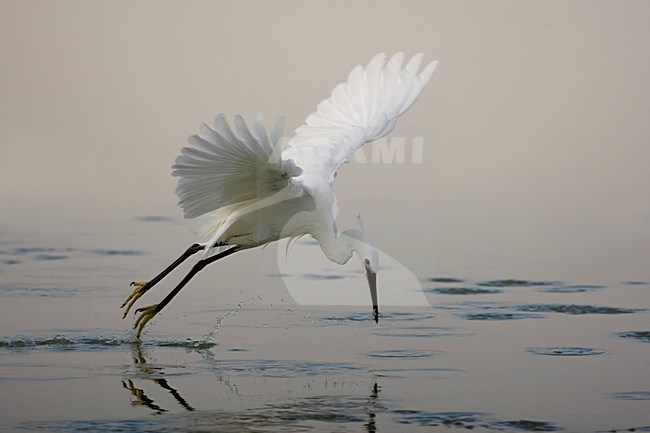 Kleine Zilverreiger in de vlucht; Little Egret in flight stock-image by Agami/Daniele Occhiato,