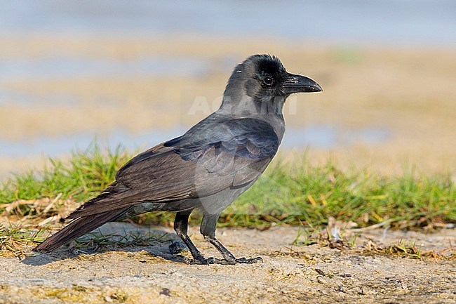 House Crow, Standing on the ground, Salalah, Dhofar, Oman stock-image by Agami/Saverio Gatto,