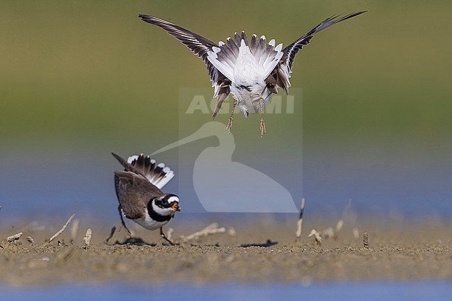 Adult Common Ringed Plovers (Charadrius hiaticula) fighting in spring in Italy. stock-image by Agami/Daniele Occhiato,