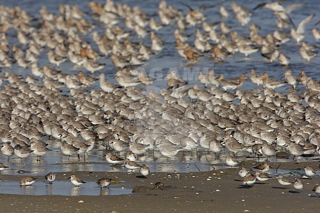 Grote groep Kanoeten; Large flock of Red Knots stock-image by Agami/Arie Ouwerkerk,