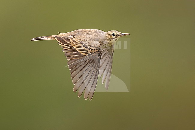 Tawny Pipit, Anthus campestris, in Italy. stock-image by Agami/Daniele Occhiato,