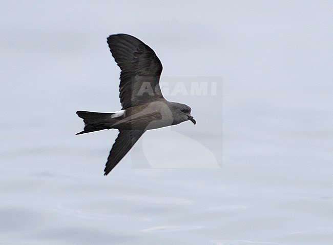 Vaal Stormvogeltje in vlucht, Leach's Storm-Petrel in flight stock-image by Agami/Mike Danzenbaker,