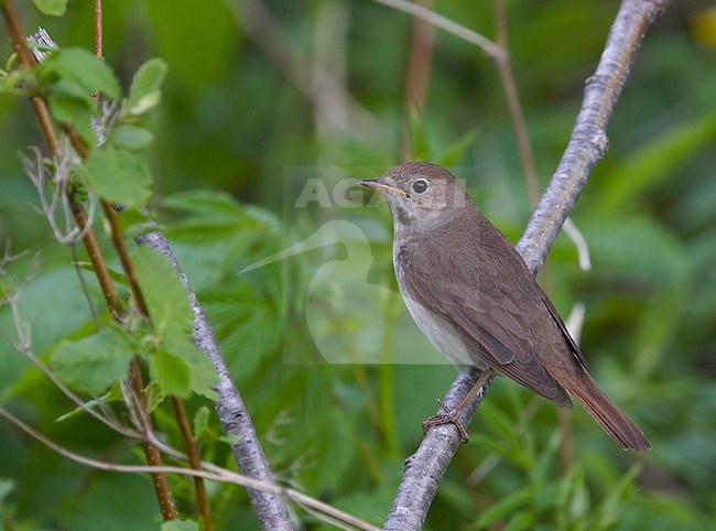 Thrush Nightingale Estonia May
Satakieli Viro 28.5.1996 stock-image by Agami/Tomi Muukkonen,