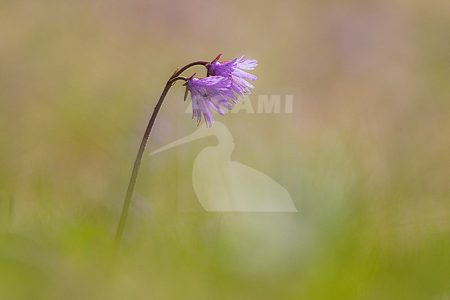 Alpenkwastjesbloem, alpine snowbell stock-image by Agami/Wil Leurs,