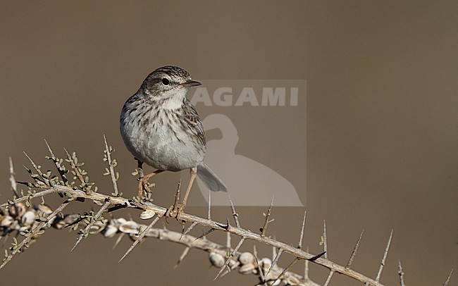 Berthelot's Pipit (Anthus berthelotii berthelotii) perched in a bush at La Oliva, Fuerteventura, Canary Islands stock-image by Agami/Helge Sorensen,