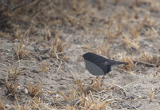 Adult male Variable Wheatear, Oenanthe picata, in India. stock-image by Agami/James Eaton,