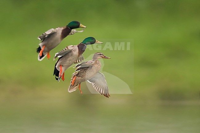 Wilde Eenden in vlucht, Mallards in flight stock-image by Agami/Daniele Occhiato,