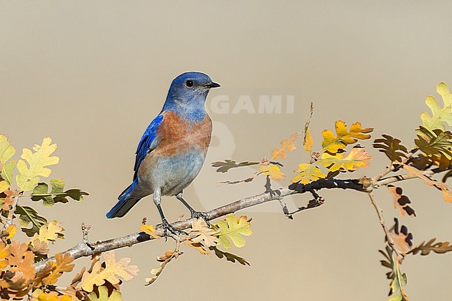 Adult male
Santa Barbara Co., CA
November 2022 stock-image by Agami/Brian E Small,