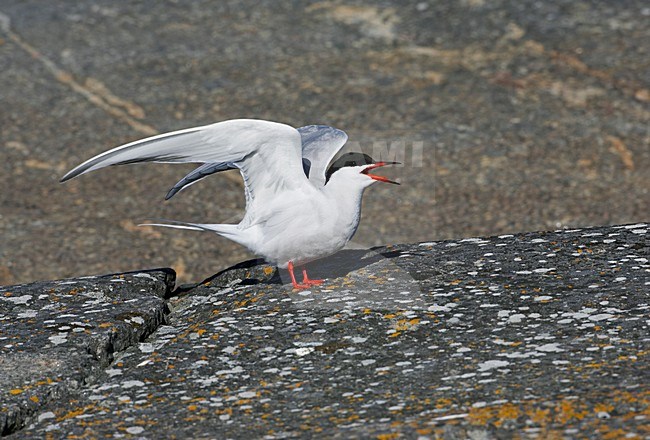 Roepende Visdief; Calling Common Tern stock-image by Agami/Markus Varesvuo,