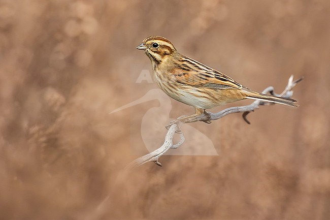 Common Reed Bunting (Emberiza schoeniclus) in Italy. stock-image by Agami/Daniele Occhiato,