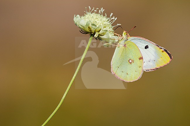 Gele luzernevlinder, Pale Clouded Yellow, Colias hyale stock-image by Agami/Iolente Navarro,