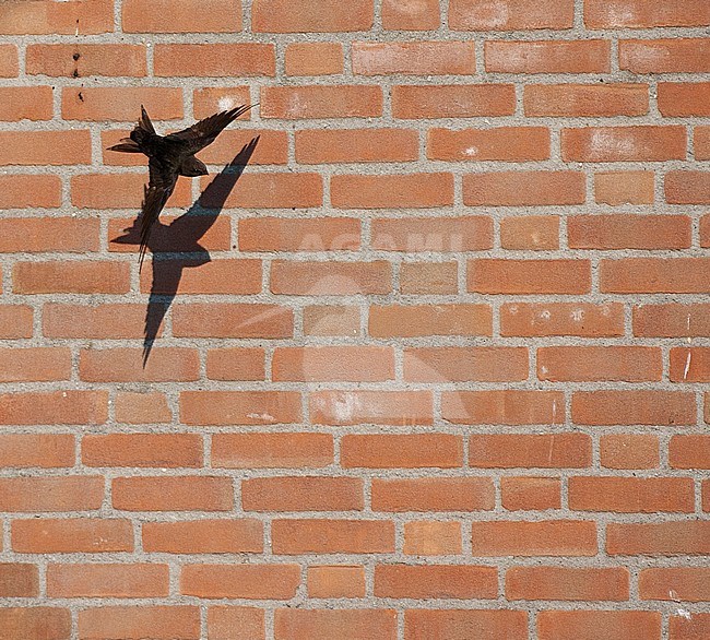 Gierzwaluw vliegend voor een huis; Common Swift flying in front of a house stock-image by Agami/Marc Guyt,