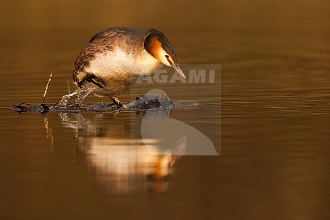 Fuut; Great Crested Grebe stock-image by Agami/Menno van Duijn,