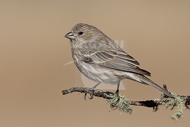 Adult female
Los Alamos Co., N.M.
December 2008 stock-image by Agami/Brian E Small,