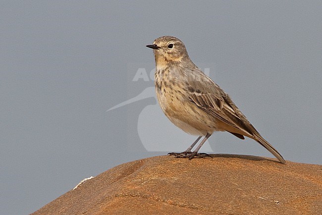 perched on a rock in Churchill, Manitoba, Canada. stock-image by Agami/Glenn Bartley,