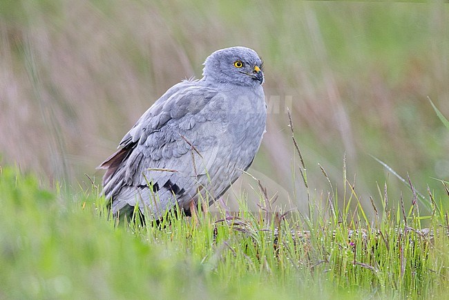 Montagu's Harrier (Circus pygargus), side view of an adult male standing among the grass, Campania, Italy stock-image by Agami/Saverio Gatto,