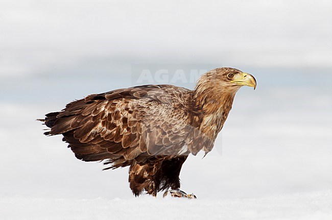 Zeearend in de sneeuw; White-tailed Eagle in the snow stock-image by Agami/Markus Varesvuo,