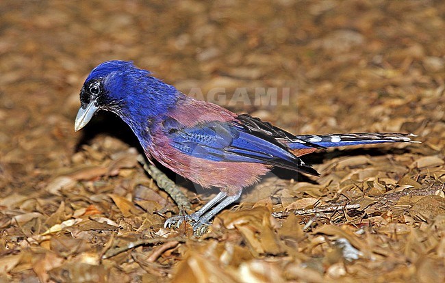 Lidth's jay (Garrulus lidthi), also known as Amami jay. Foraging on the ground. stock-image by Agami/Pete Morris,