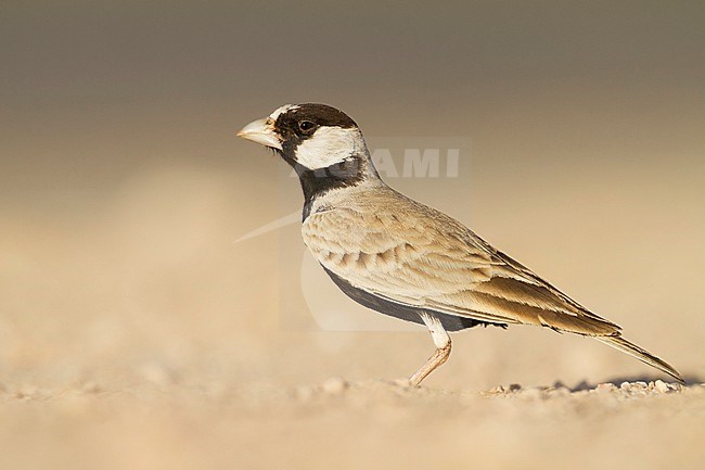 Eastern Black-crowned Sparrow-Lark - Weissstirnlerche - Eremopterix nigriceps ssp. melanauchen, Sultanate of Oman, adult male stock-image by Agami/Ralph Martin,