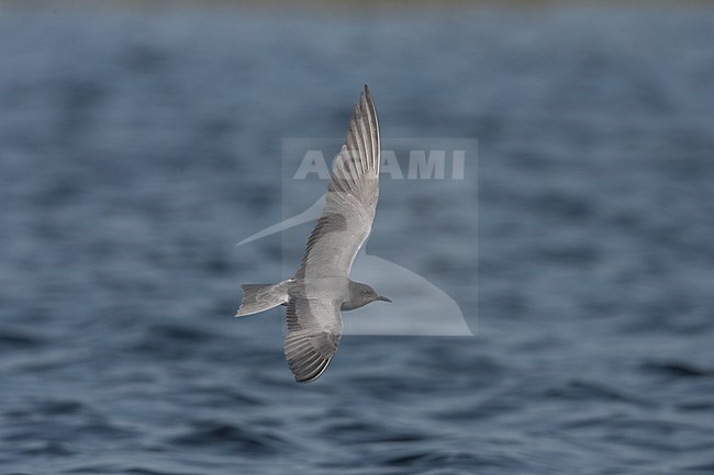 Adulte Zwarte Stern in vlucht; Adult Black Tern in flight stock-image by Agami/Jari Peltomäki,