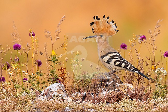 Eurasian Hoopoe (Upupa epops) in Italy. stock-image by Agami/Daniele Occhiato,