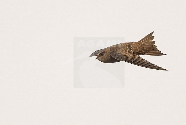 Cape Verde Swift (Apus alexandri) is a endemic bird of Cape Verde. It is common on most islands. stock-image by Agami/Eduard Sangster,