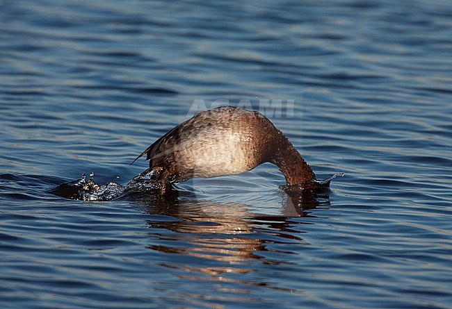 Adult female Common Pochard (Aythya ferina) in winter plumage during late winter. Diving for food in lake Starrevaart near Leidschendam in the Netherland. stock-image by Agami/Marc Guyt,