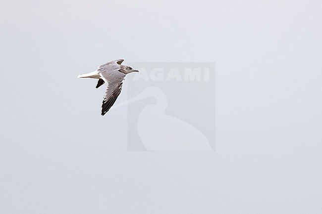 A second year Common Gull (Larus canus heinei) in Dornod, Mongolia stock-image by Agami/Mathias Putze,