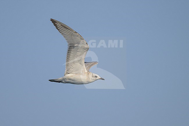 Mediterranean Gull (Ichthyaetus melanocephalus), juvenile, flying, with the sky as background. stock-image by Agami/Sylvain Reyt,