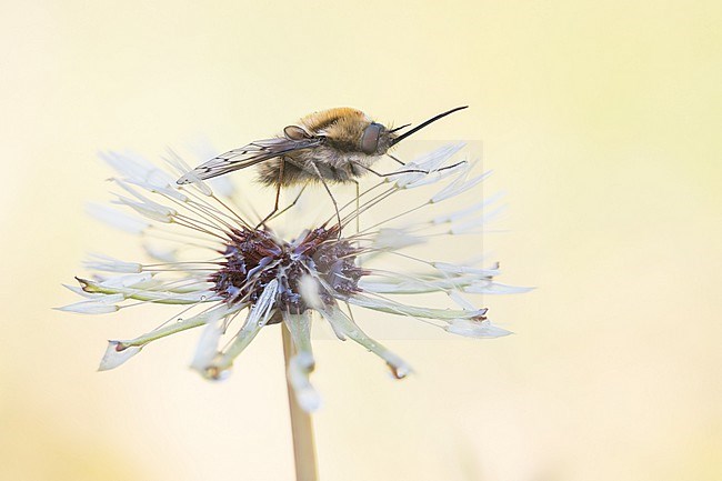 Bombylius medius - Mittlerer Wollschweber, Germany (Baden-Württemberg), imago, male stock-image by Agami/Ralph Martin,