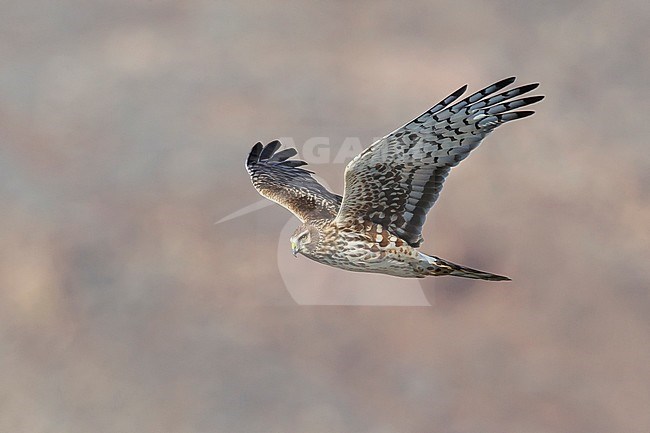 Adult female Northern Harrier (Circus hudsonius) in flight
Riverside Co., CA
November 2016 stock-image by Agami/Brian E Small,