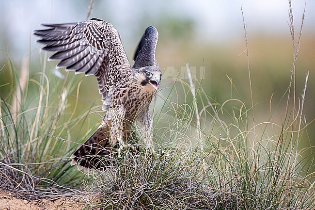 Juvenile Peregrine Falcon (Falco peregrinus brookei) standing on the ground near Madrid in Spain. stock-image by Agami/Oscar Díez,
