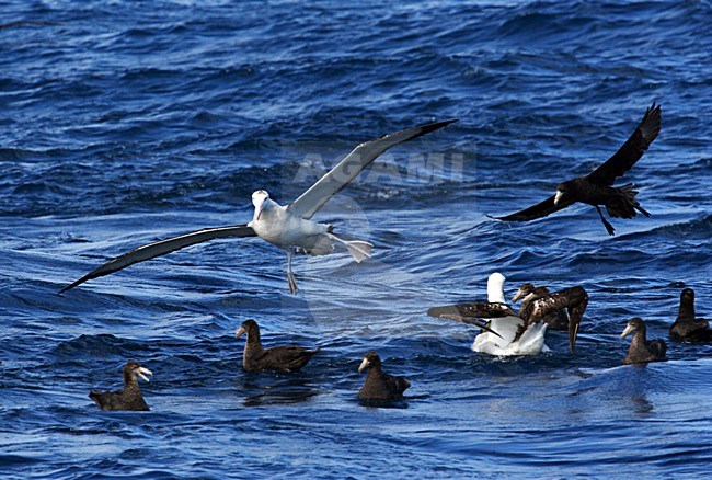 Tristanalbatros landend tussen Reuzenstormvogels; Tristan Albatross (Diomedea dabbenena) landing between Giant Petrels stock-image by Agami/Marc Guyt,