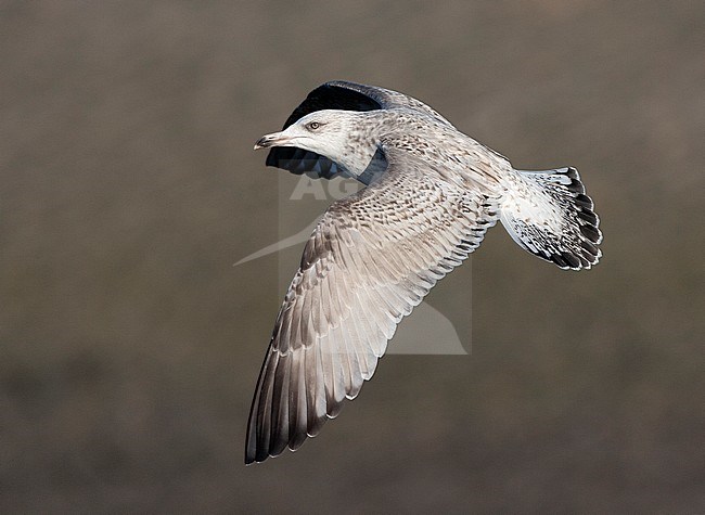 Second-winter European Herring Gull (Larus argentatus) in Katwijk in the Netherlands. Side view of bird flying in front of dunes. stock-image by Agami/Marc Guyt,