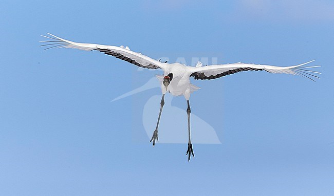 Chinese Kraanvogel vliegend, Red-crowned Crane flying stock-image by Agami/Markus Varesvuo,