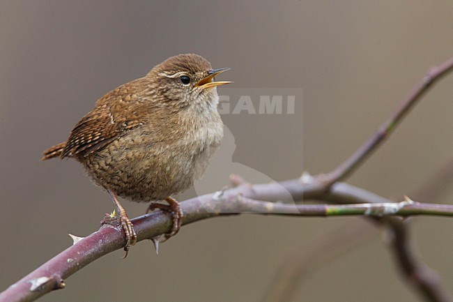 Zingende winterkoning op tak, Singing Winter Wren perched on branch stock-image by Agami/Daniele Occhiato,