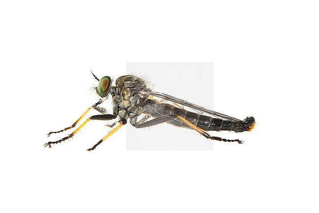 Male, Common Awl Robberfly, Mannetje Bosrandroofvlieg stock-image by Agami/Wil Leurs,
