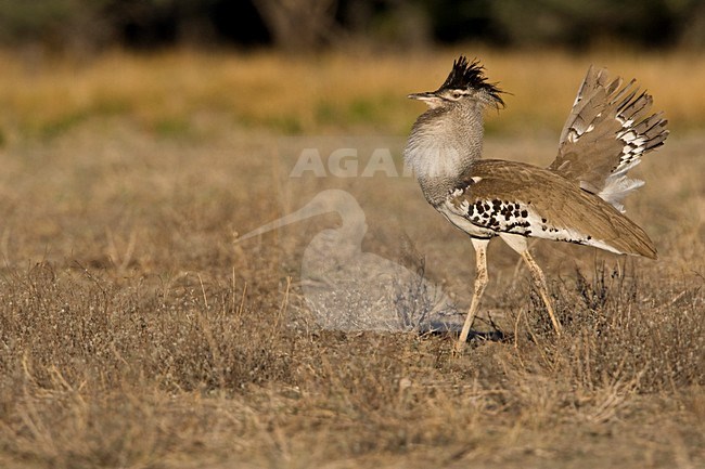 Koritrap baltsend Namibie, Kori Bustard displaying Namibia stock-image by Agami/Wil Leurs,