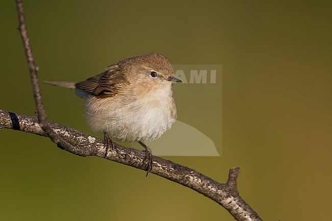 Siberian Chiffchaff - Taigazilpzalp - Phylloscopus (collybita) tristis, Kazakhstan stock-image by Agami/Ralph Martin,