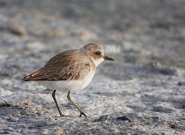 Woestijnplevier in zoutpan; Greater Sandplover in salt pan stock-image by Agami/Markus Varesvuo,