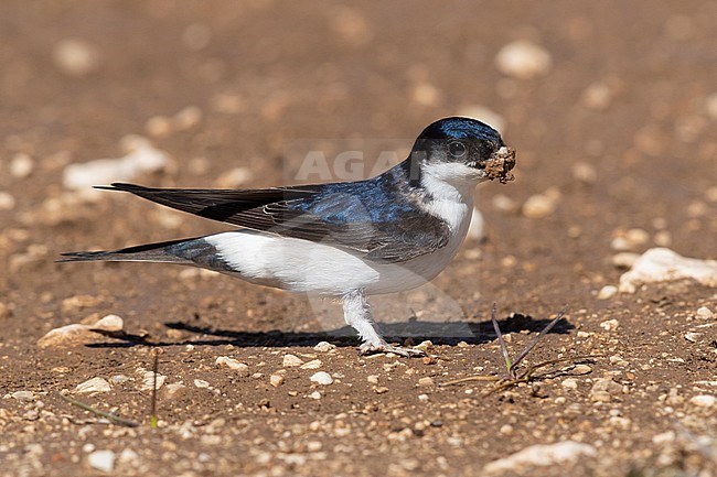 Common House Martin (Delichon urbicum meridionale), side view of an adult collecting mud for the nest, Abruzzo, Italy stock-image by Agami/Saverio Gatto,