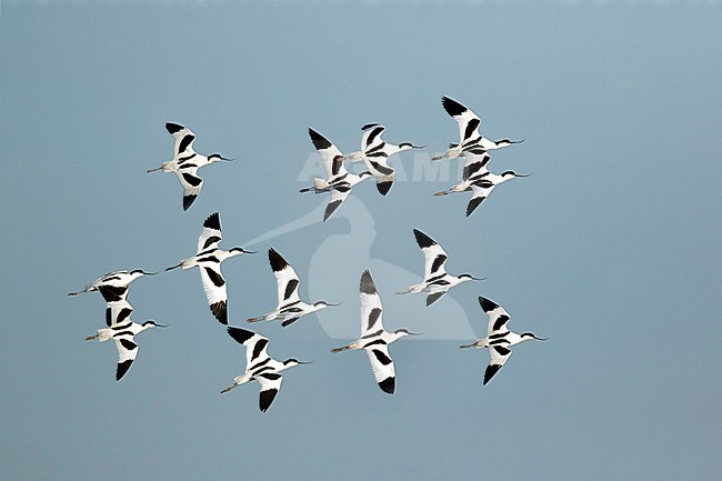 Kluut in formatie vliegend; Pied Avocet flying in formation; stock-image by Agami/Walter Soestbergen,