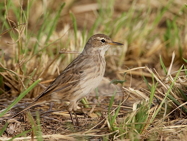 Waterpieper in winterkleed; Water Pipit in winter plumage stock-image by Agami/Markus Varesvuo,