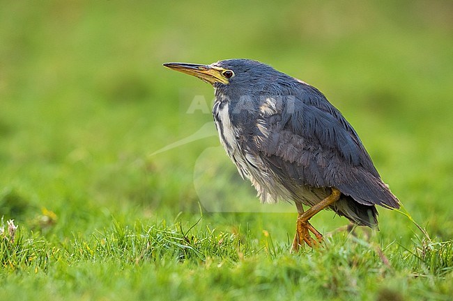 Vagrant Dwarf Bittern (Ixobrychus sturmii) on Fuerteventura, Canary Islands, Spain. A very rare African vagrant to Europe and North Africa. stock-image by Agami/Daniele Occhiato,